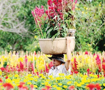A Tet flower garden in the Mekong Delta province of Dong Thap (Photo: SGGP) A Tet flower garden in the Mekong Delta province of Dong Thap (Photo: SGGP)